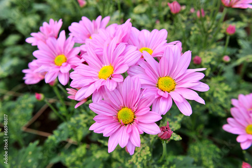 purple flowers