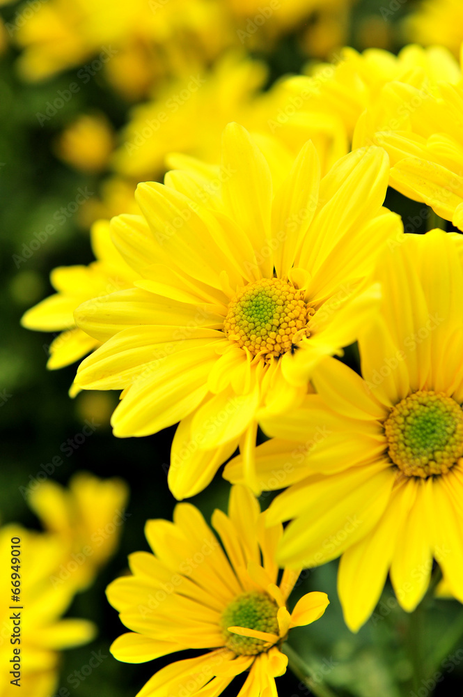 Fototapeta premium yellow flower