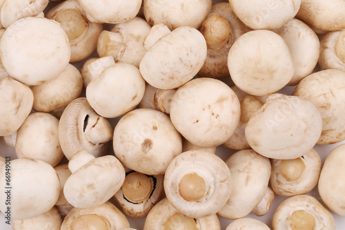 Closeup of fresh tasty champignon mushrooms.