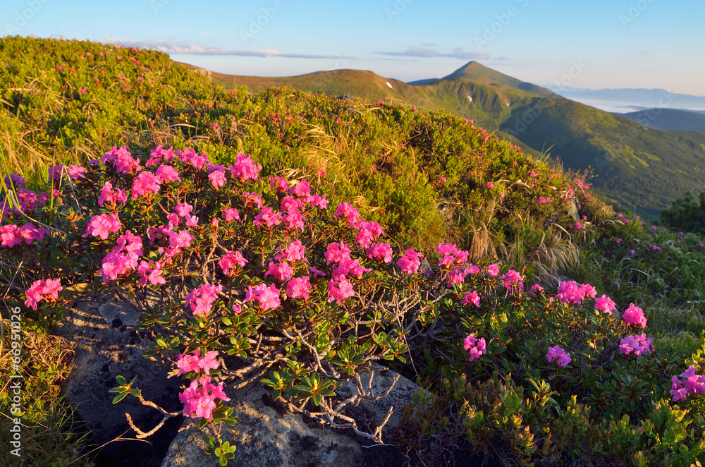 Obraz premium Mountain flowers