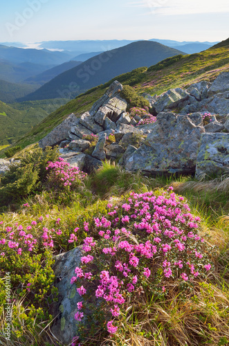 Mountain flowers