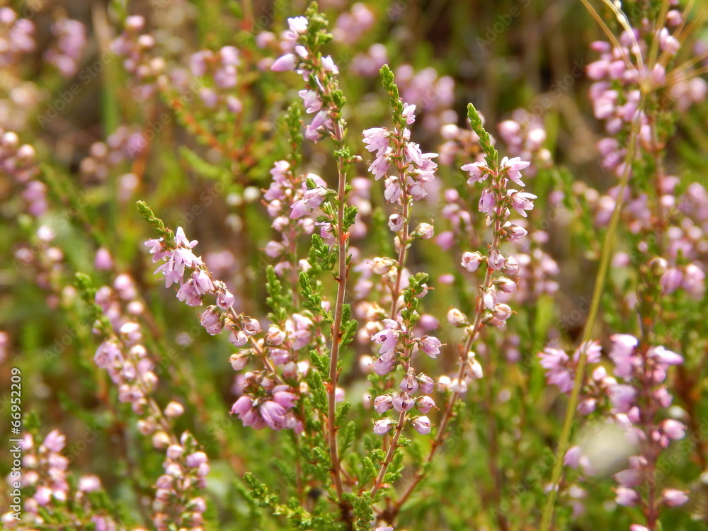 rosa Heidekraut rosa Heidekraut