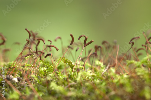 Green moss macro