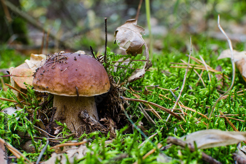 mushroom