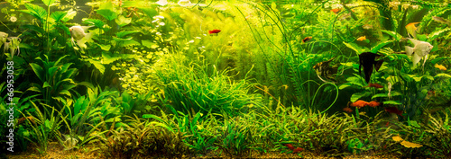 Ttropical freshwater aquarium with fishes #66953058
