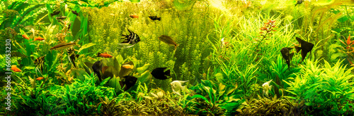 Ttropical freshwater aquarium with fishes #66953230