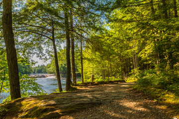 Keuken achterwand Bosweg Bosroute tussen hoge bomen  © Petrov Vadim