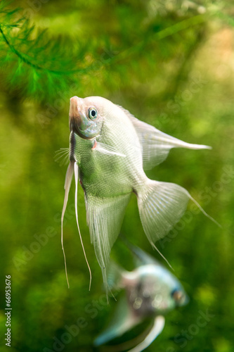 Fototapeta Naklejka Na Ścianę i Meble -  Tropical fish PTEROPHYLLUM SCALARE