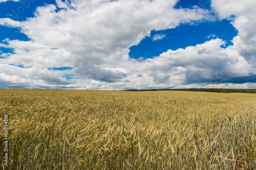 A wheat field  fresh crop of wheat