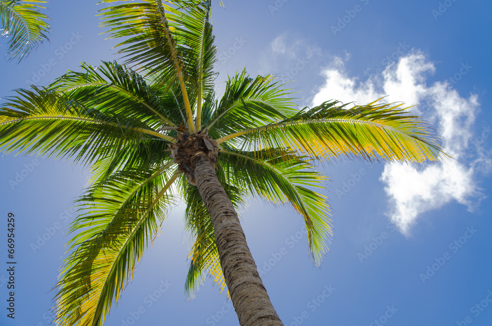 palm and sky