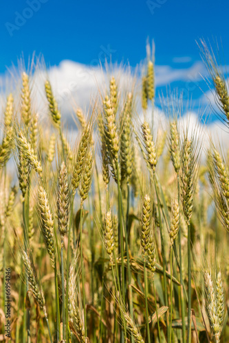 Wallpaper Mural A wheat field, fresh crop of wheat Torontodigital.ca