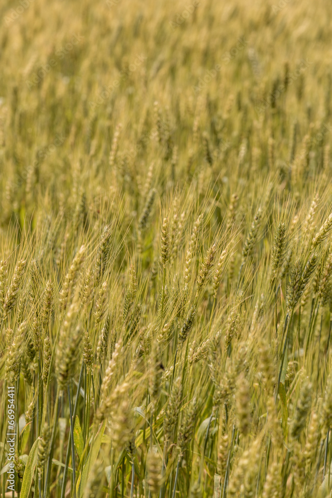 A wheat field, fresh crop of wheat A wheat field, fresh crop of wheat