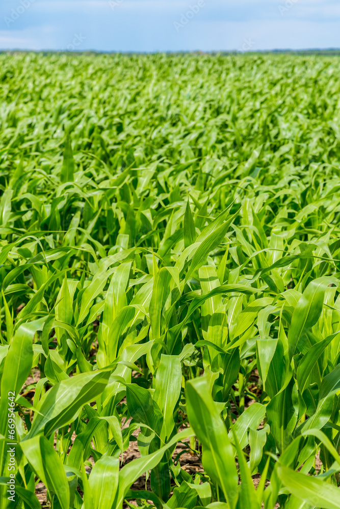 Green corn field Green corn field