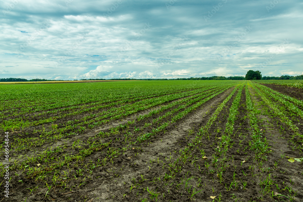 Field of red beet