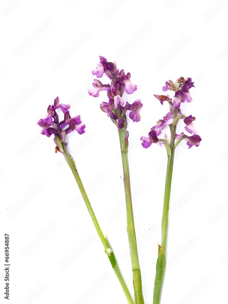 Naklejka premium Green-winged Orchid (Orchis Morio)