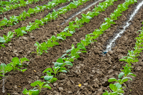 Cabbage field