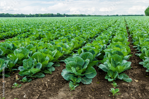 Cabbage field