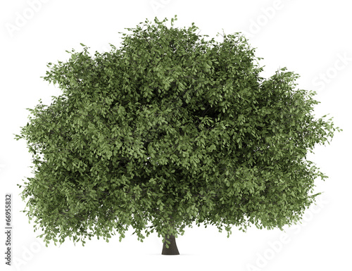 english oak tree isolated on white background