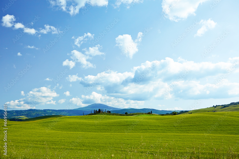 Obraz premium Green wheat on blue sky background