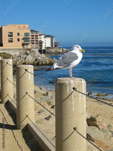 Seagull in Monterey Harbor photo