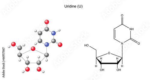 Structural chemical formula and model of uridine