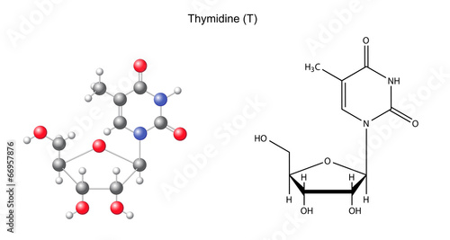 Structural chemical formula and model of thymidine