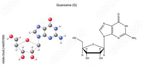 Structural chemical formula and model of guanosine