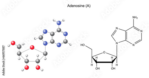 Structural chemical formula and model of adenosine photo