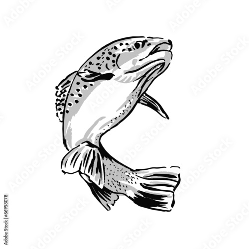 Drawing trout. Vector illustration