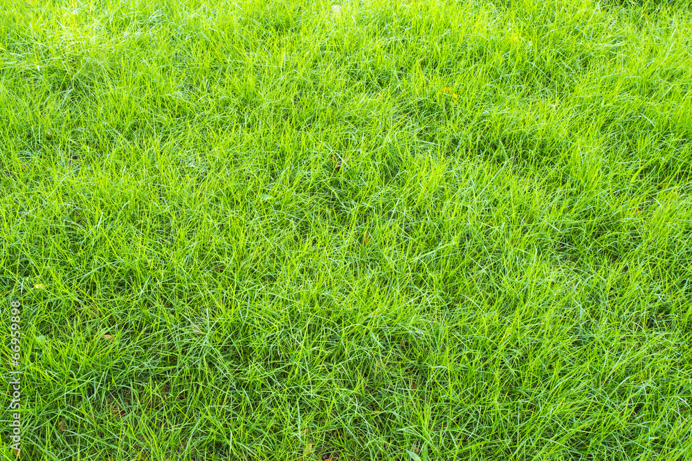 Green grass seamless texture. Green grass seamless texture.