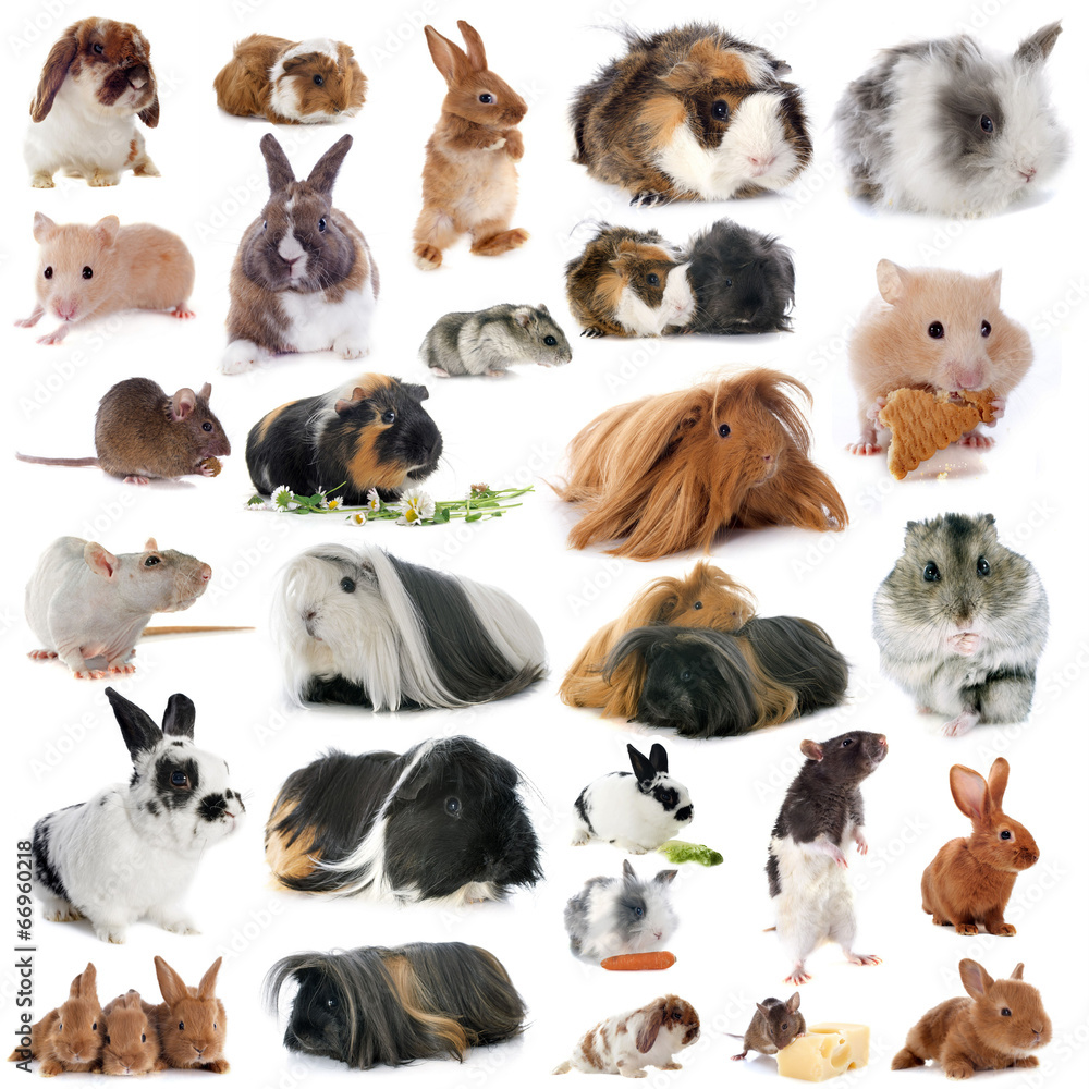 group of rodents group of rodents