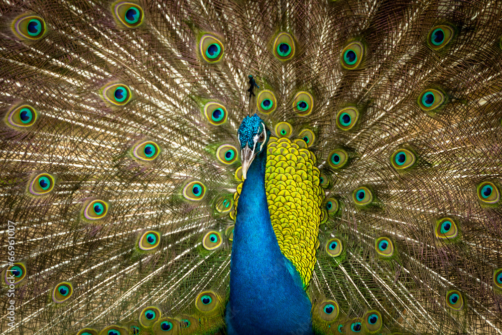 Obraz premium green beautiful peacock