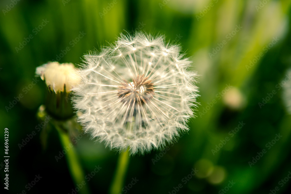 Fototapeta premium dandelion