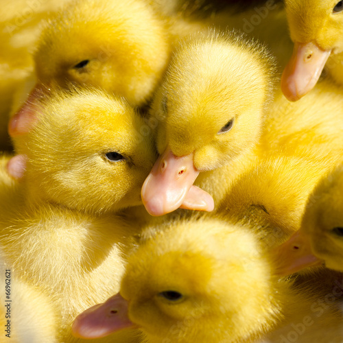 Newborn duckling photo