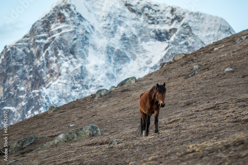 Horse in Himalayas - Nepal