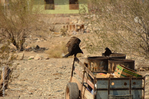 Wallpaper Mural vautour Torontodigital.ca