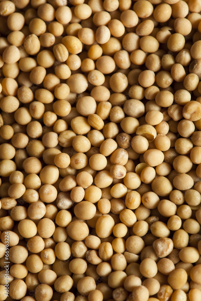 Raw Organic Mustard Seeds Raw Organic Mustard Seeds