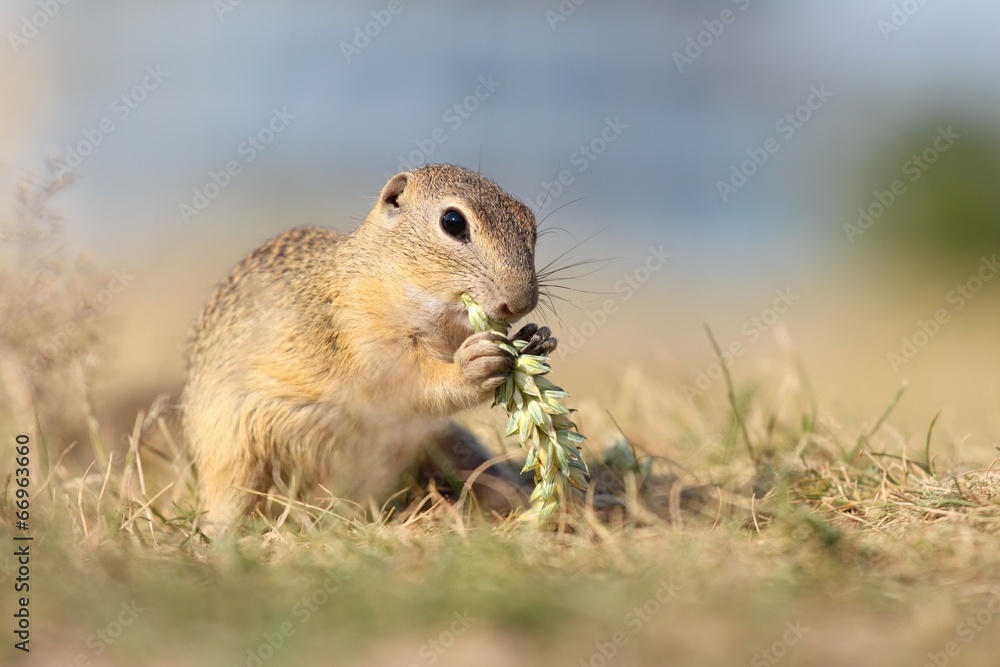 European ground squirrel European ground squirrel