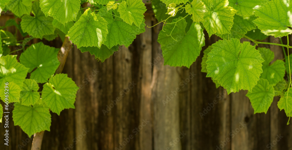 Fresh green leaves of grapes on wood background Fresh green leaves of grapes on wood background
