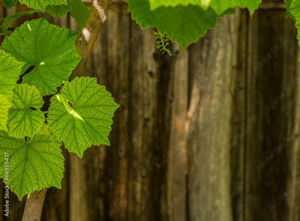 Fresh green leaves of grapes on wood background Fresh green leaves of grapes on wood background