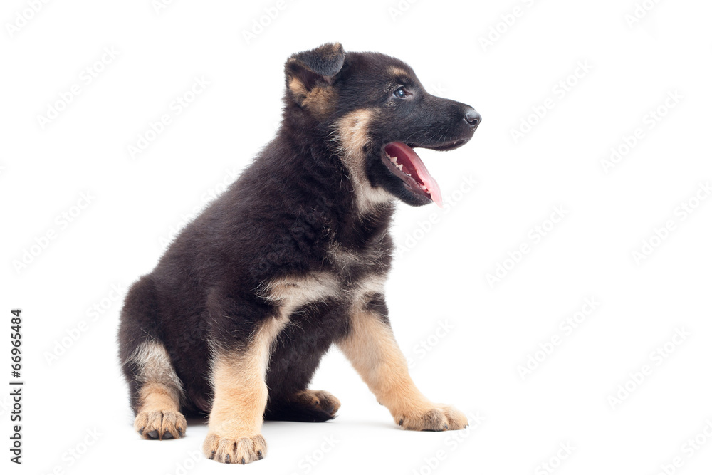 puppy looks puppy looks
