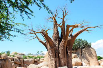 Leinwandbilder Baobab Mächtiger Baobab in Madagaskars Wildnis  © ReTver