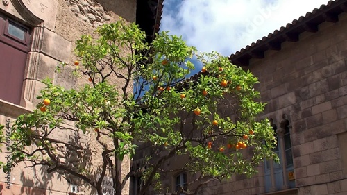 Orange tree with a fruit in the Spain village. photo