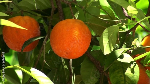 Orange tree with a fruit photo