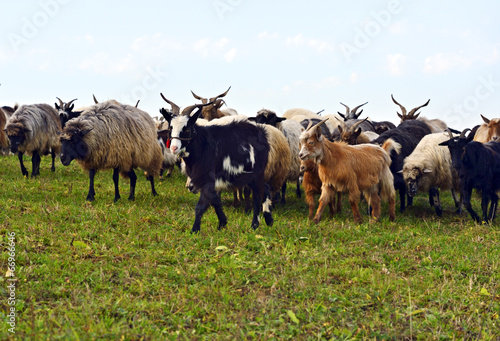 Herd of sheep on a mountain pasture