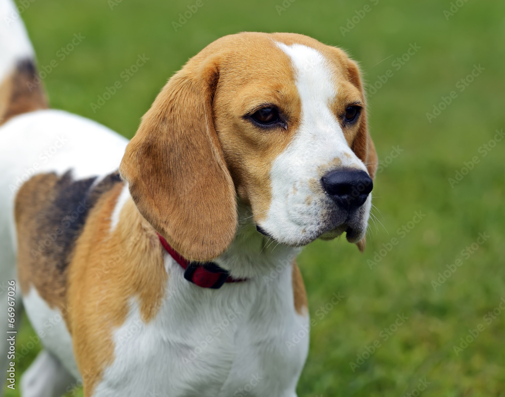 Jack Russell Terrier