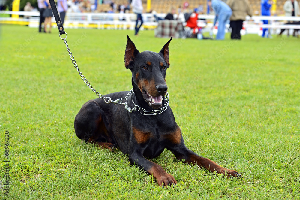 Doberman