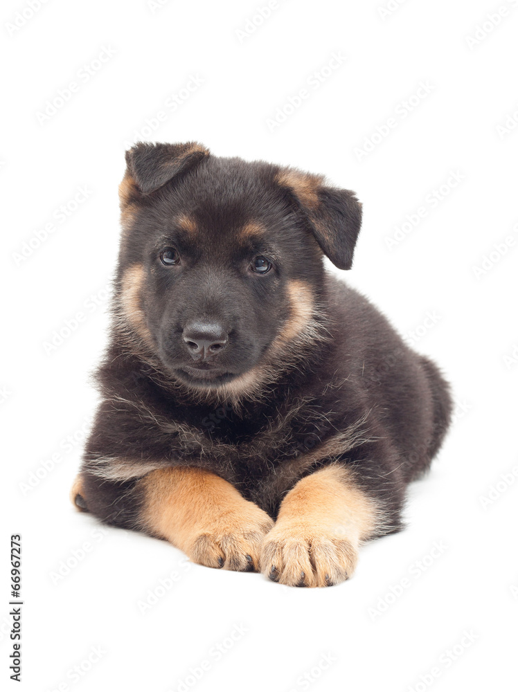puppy looks puppy looks