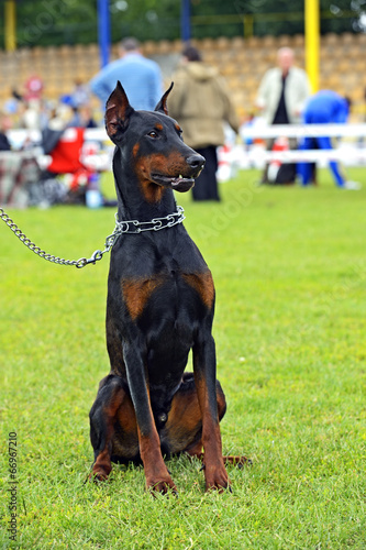 Doberman