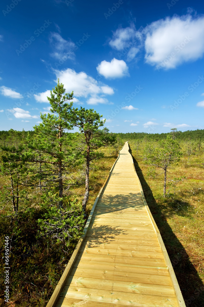 Wooden path at the bogs